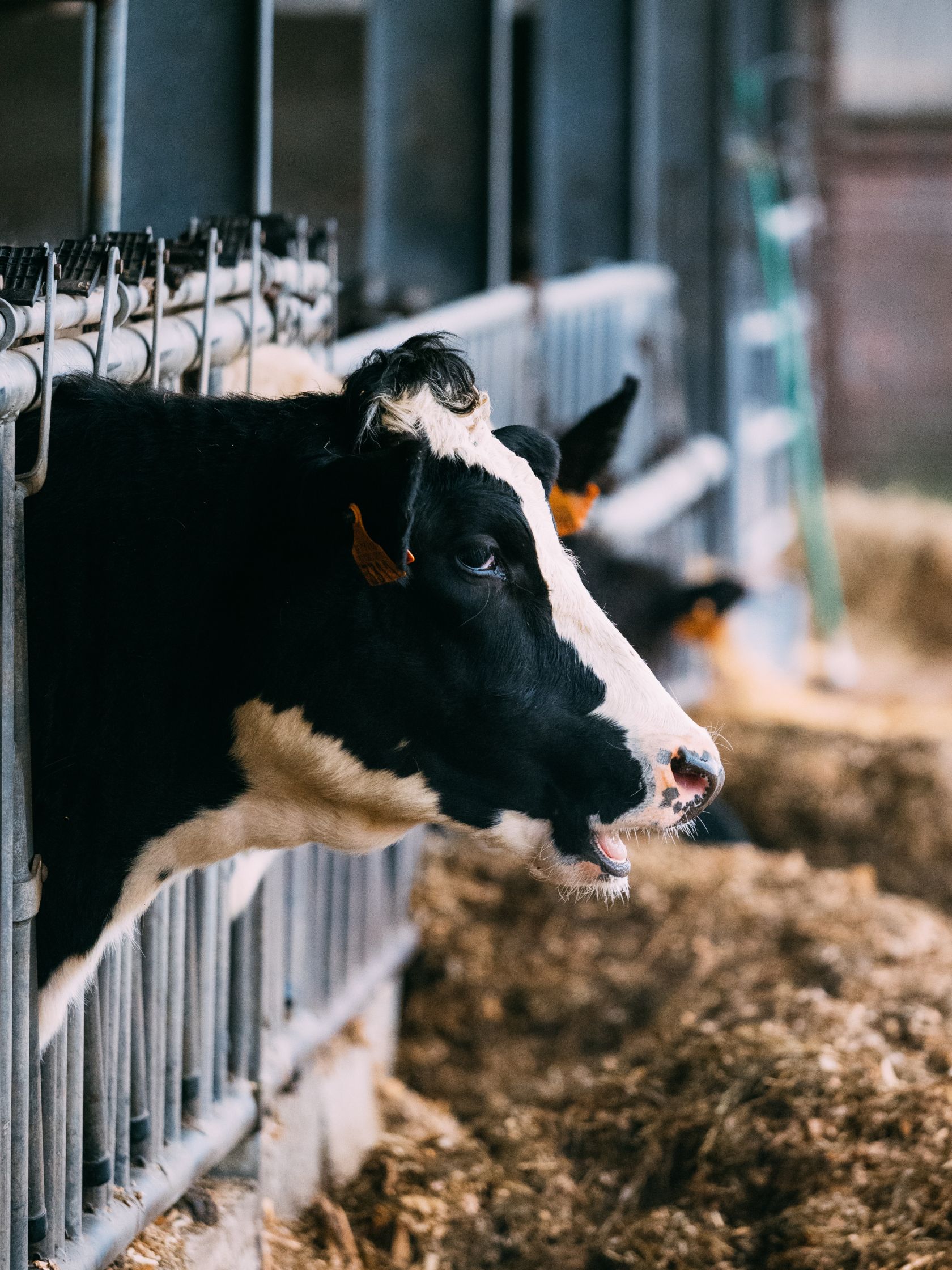 Milch - macht sie es wirklich?